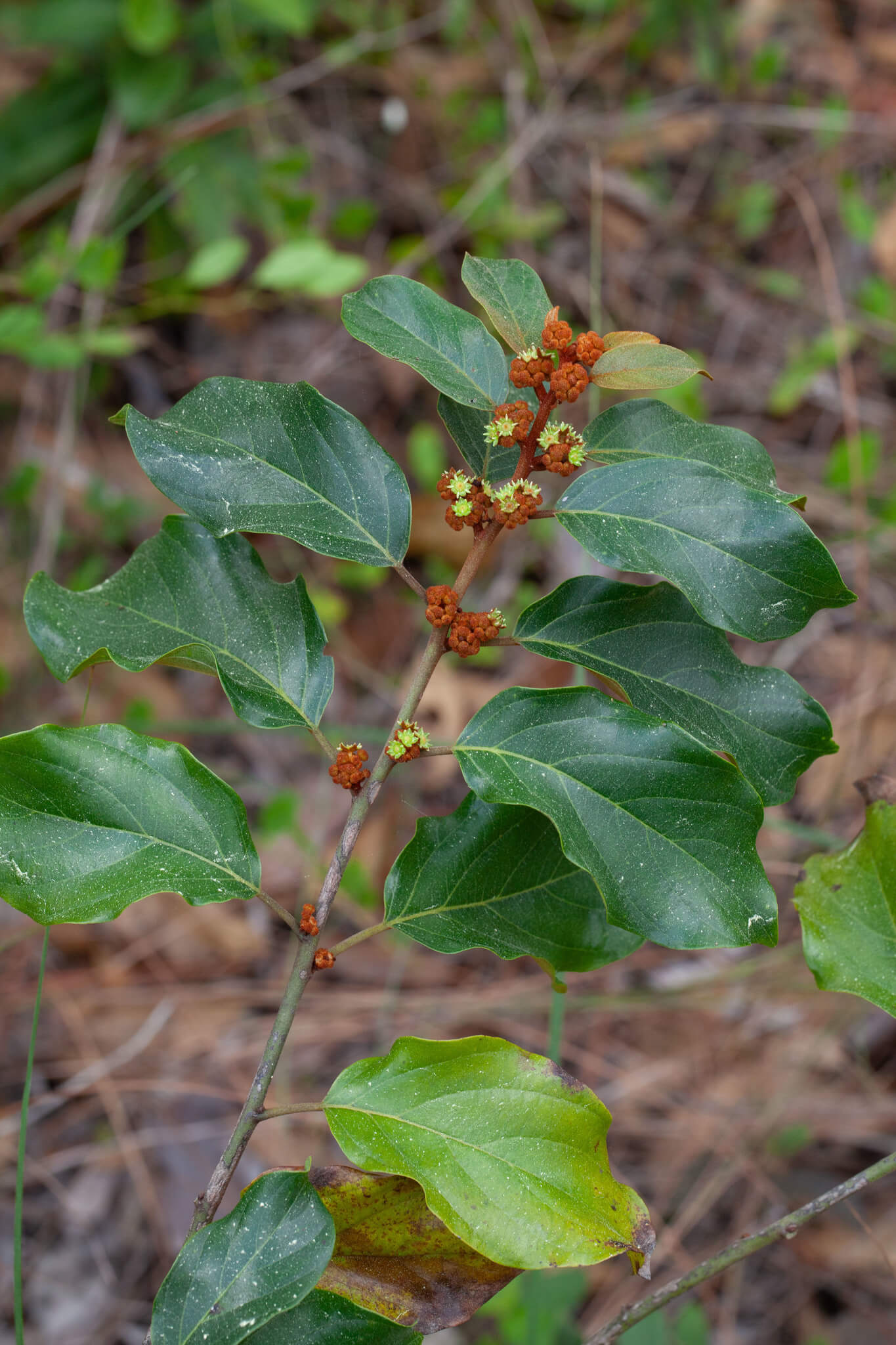 Colubrina arborescens